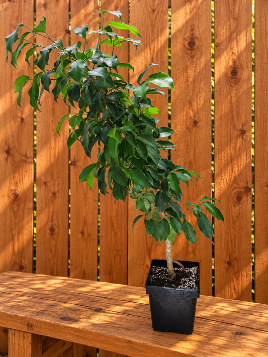 Ficus Benjamina Tree | 6" Square Pot | 36" Tall | Curved Stem/ Trunk