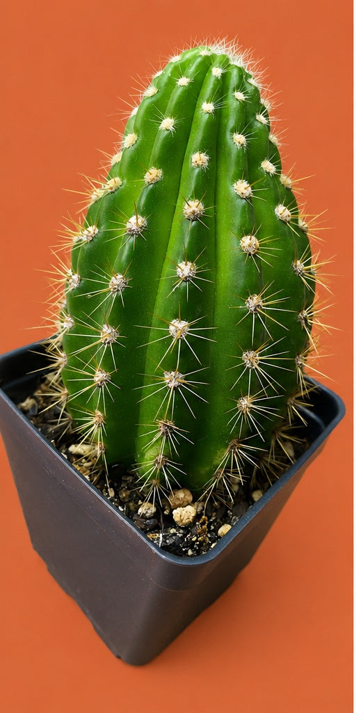 Grandiflora Trichosereus Sun Goddess Cactus Fully Rooted Plant 5" Tall