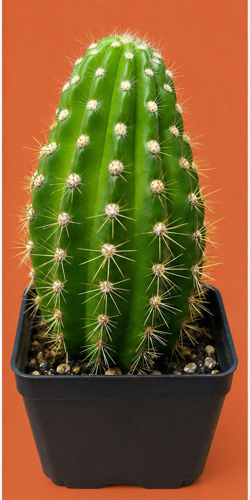 Grandiflora Trichosereus Sun Goddess Cactus Fully Rooted Plant 5" Tall
