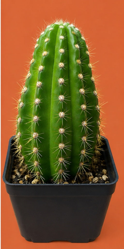 Grandiflora Trichosereus Sun Goddess Cactus Fully Rooted Plant 5" Tall