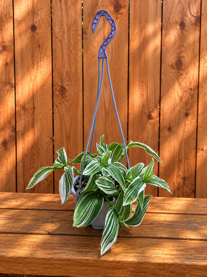 Tradescantia Albiflora Albovitatta "Quicksilver" | 5" Hanging Basket