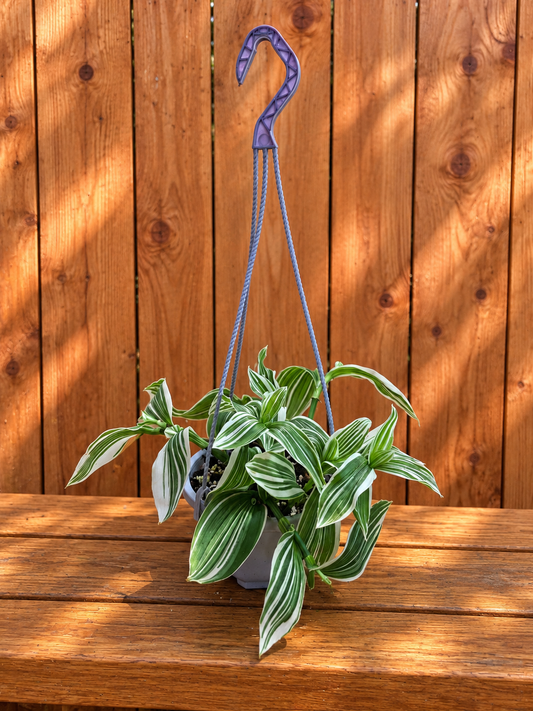 Tradescantia Albiflora Albovitatta "Quicksilver" | 5" Hanging Basket