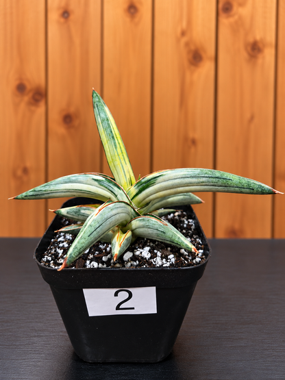 Sansevieria 'Blue Clone' | RARE Variegated Plant Houseplant | in 4"Pot | Five Options!