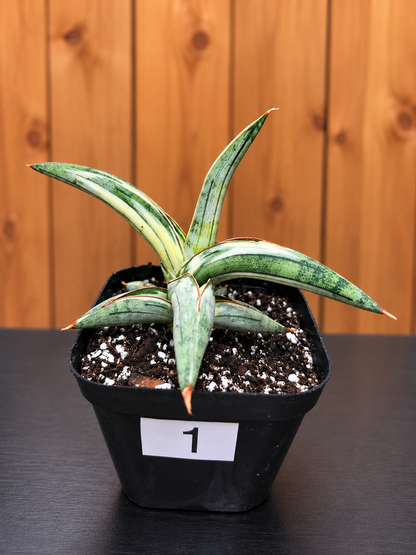 Sansevieria 'Blue Clone' | RARE Variegated Plant Houseplant | in 4"Pot | Five Options!