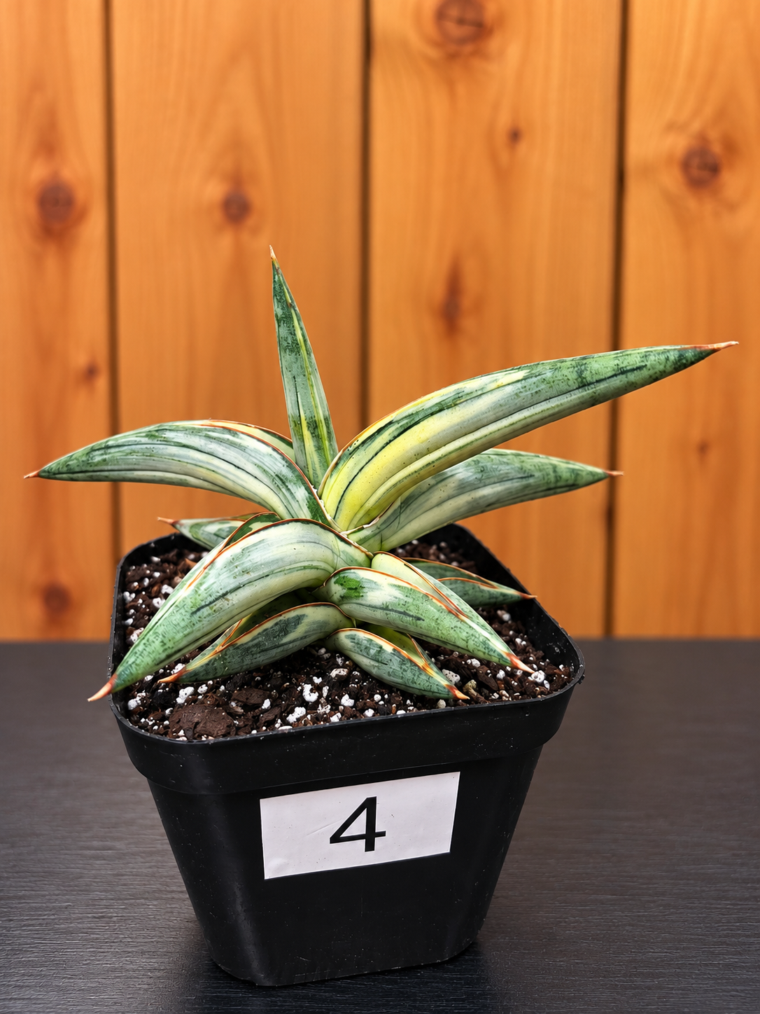 Sansevieria 'Blue Clone' | RARE Variegated Plant Houseplant | in 4"Pot | Five Options!