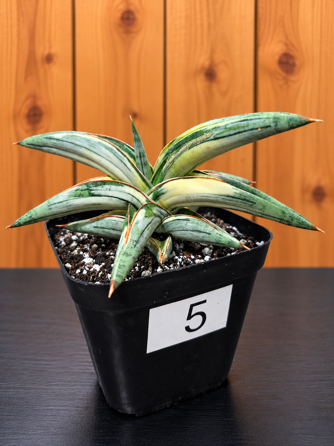 Sansevieria 'Blue Clone' | RARE Variegated Plant Houseplant | in 4"Pot | Five Options!