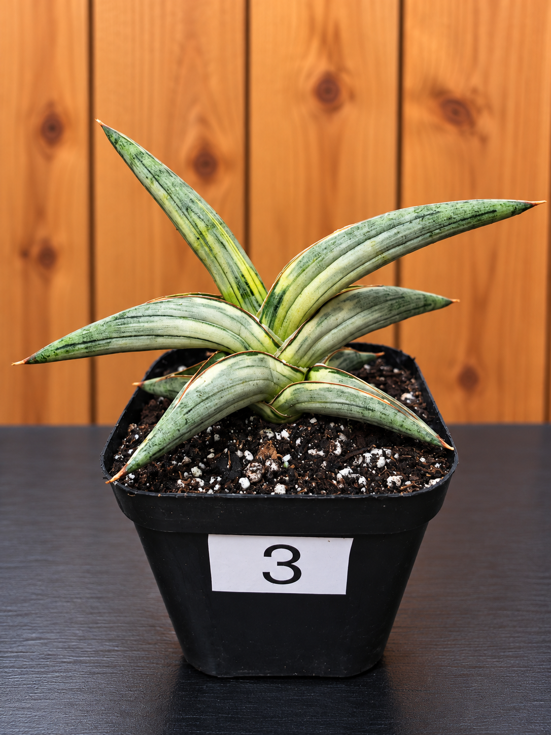 Sansevieria 'Blue Clone' | RARE Variegated Plant Houseplant | in 4"Pot | Five Options!