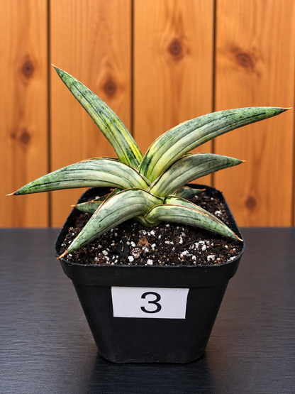 Sansevieria 'Blue Clone' | RARE Variegated Plant Houseplant | in 4"Pot | Five Options!
