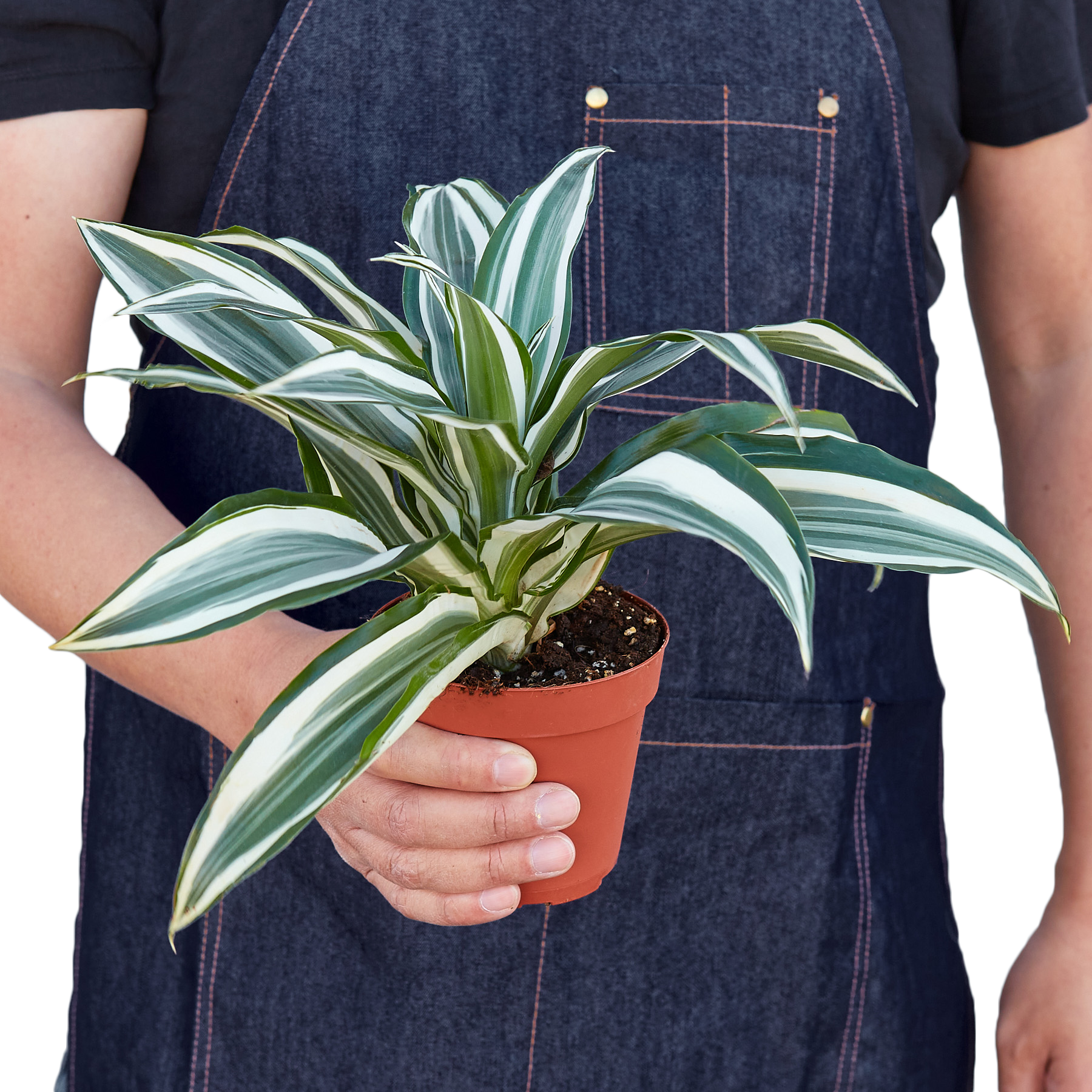 **NEW** Dracaena Warneckii 'White Jewel'