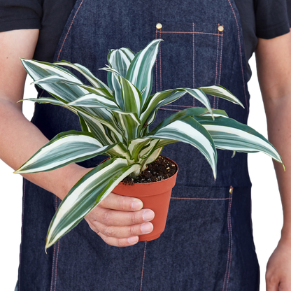 **NEW** Dracaena Warneckii 'White Jewel'