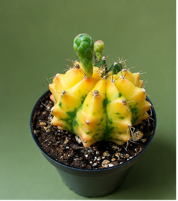 Gymnocalycium RARE Colorful Variegated Cactus