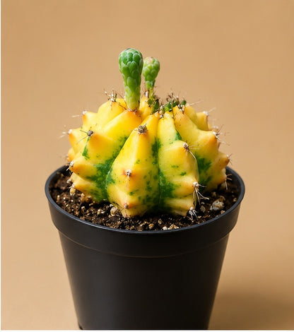 Gymnocalycium RARE Colorful Variegated Cactus