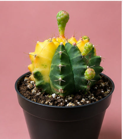 Gymnocalycium RARE Colorful Variegated Cactus