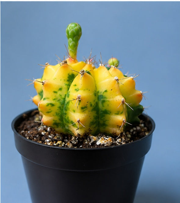 Gymnocalycium RARE Colorful Variegated Cactus