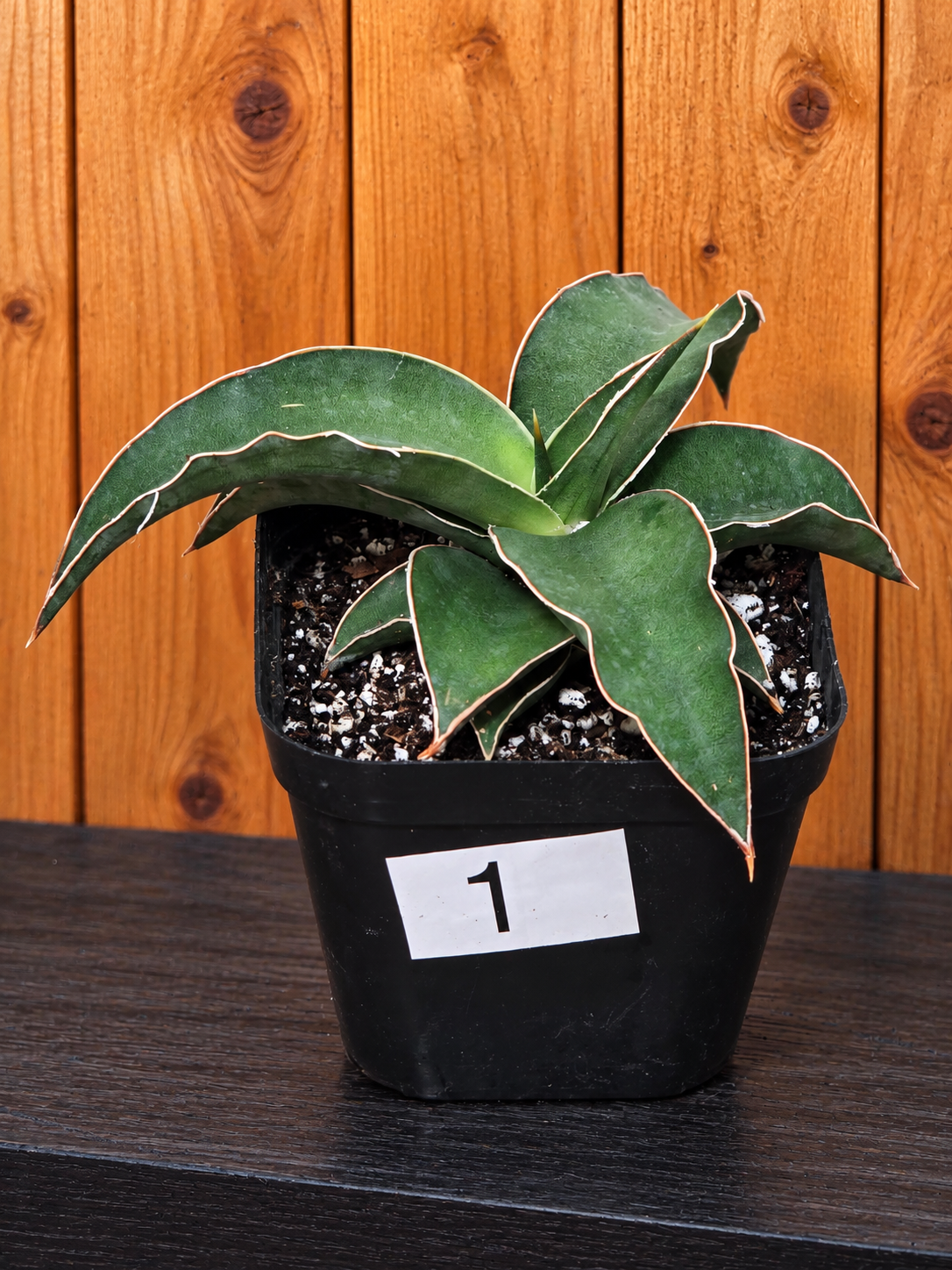 Sansevieria Blue Kew | RARE Snake Plant | Fully Rooted in 4" Pot | Four Options