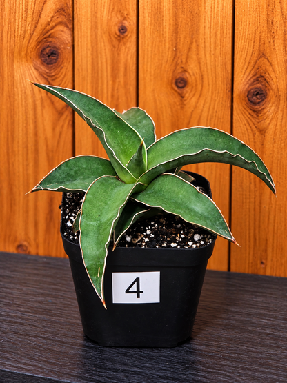 Sansevieria Blue Kew | RARE Snake Plant | Fully Rooted in 4" Pot | Four Options