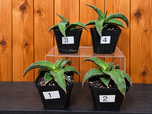 Sansevieria Blue Kew | RARE Snake Plant | Fully Rooted in 4" Pot | Four Options