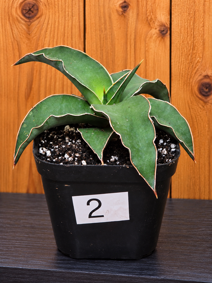 Sansevieria Blue Kew | RARE Snake Plant | Fully Rooted in 4" Pot | Four Options