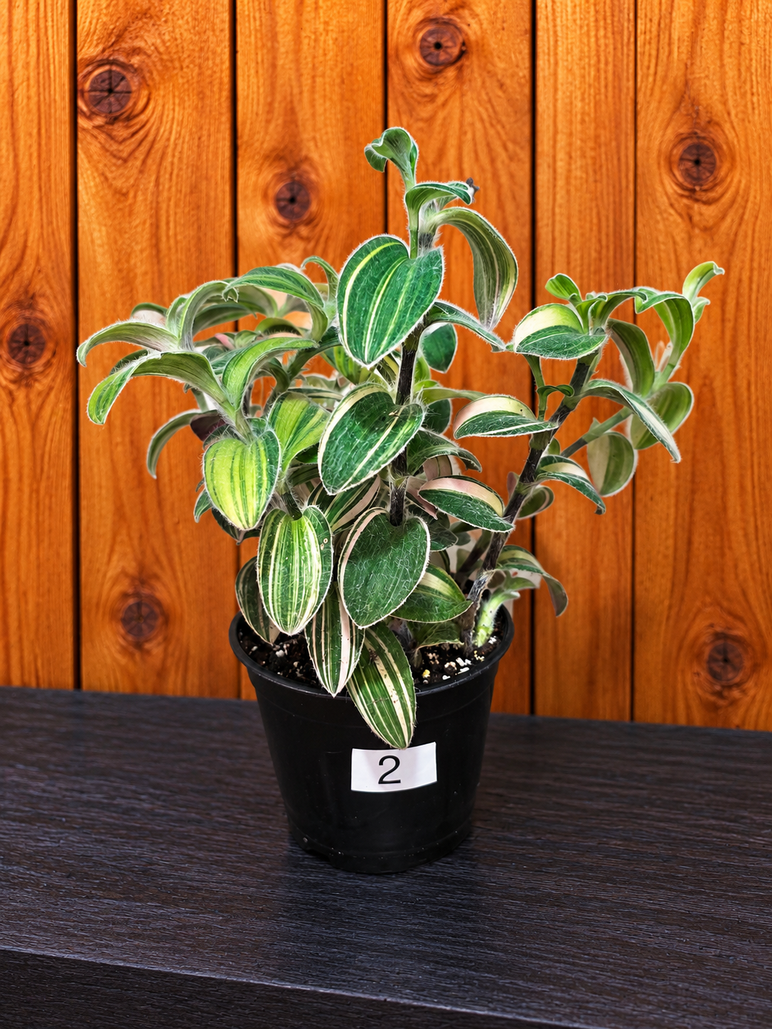 Tradescantia Sillamontana Variegata "White Velvet" Plant Rooted in 3.5" Pot