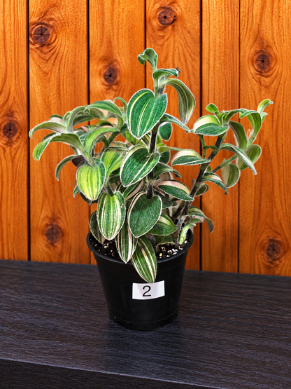 Tradescantia Sillamontana Variegata "White Velvet" Plant Rooted in 3.5" Pot