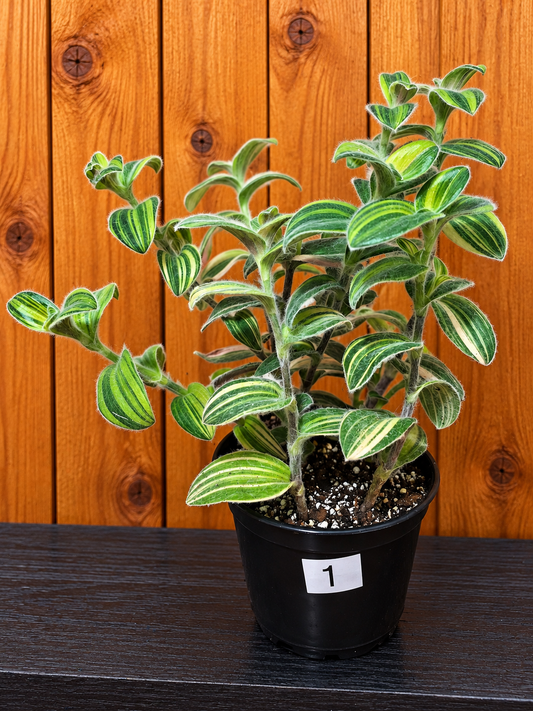Tradescantia Sillamontana Variegata "White Velvet" Plant Rooted in 3.5" Pot