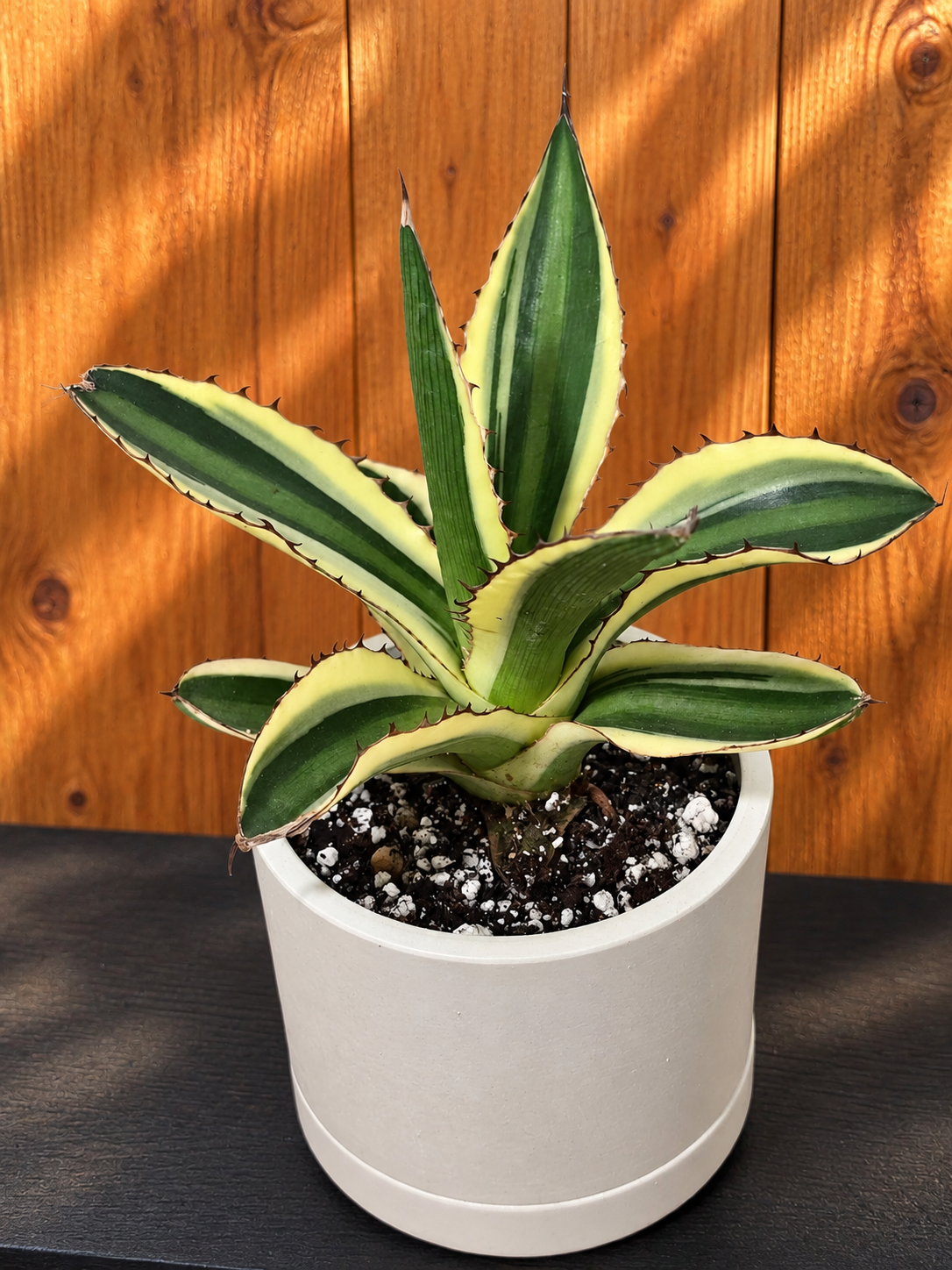 Share Agave Quadricolor Lophantha Variegated Rare Succulent in Kanso Pot w/ Saucer