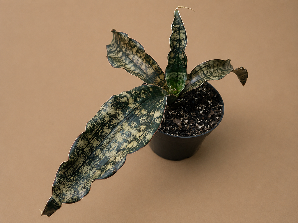 Sansevieria Coppertone Huge Statement Piece RARE 4 Leaf Plant