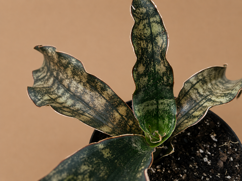 Sansevieria Coppertone Huge Statement Piece RARE 4 Leaf Plant