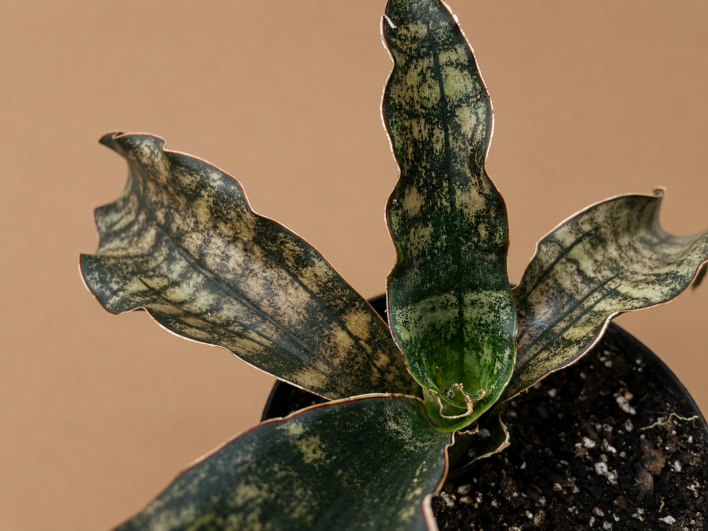 Sansevieria Coppertone Huge Statement Piece RARE 4 Leaf Plant