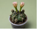 Gymnocalycium Cactus "Black Widow" Light Pink Bloom