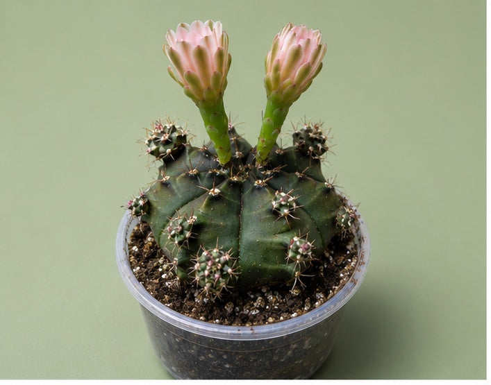 Gymnocalycium Cactus "Black Widow" Light Pink Bloom