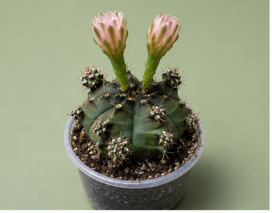 Gymnocalycium Cactus "Black Widow" Light Pink Bloom