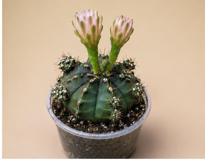 Gymnocalycium Cactus "Black Widow" Light Pink Bloom