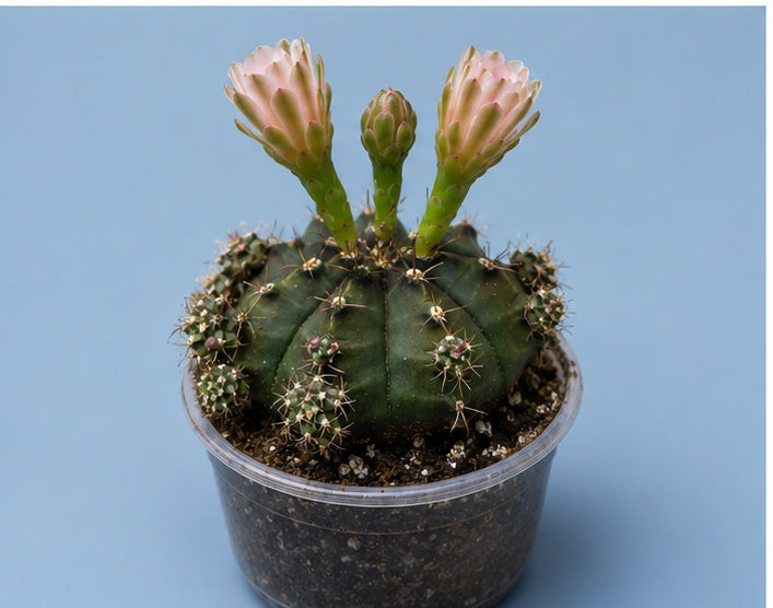 Gymnocalycium Cactus "Black Widow" Light Pink Bloom