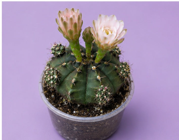 Gymnocalycium Cactus "Black Widow" Light Pink Bloom