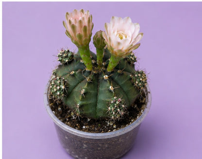 Gymnocalycium Cactus "Black Widow" Light Pink Bloom