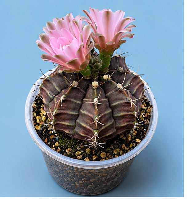 Gymnocalycium RARE Cactus "Black Widow"