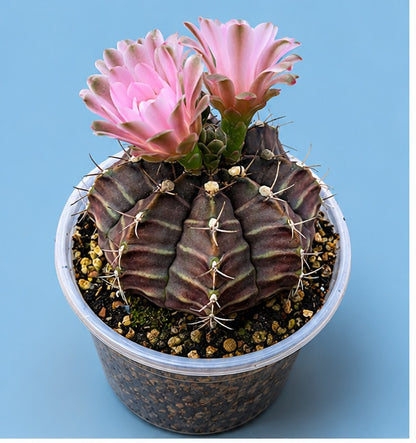 Gymnocalycium RARE Cactus "Black Widow"