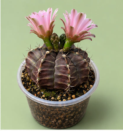 Gymnocalycium RARE Cactus "Black Widow"