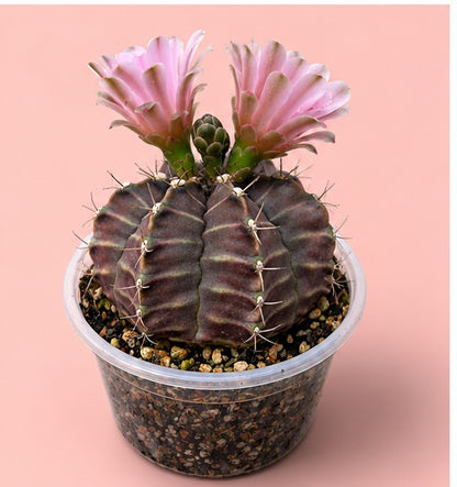 Gymnocalycium RARE Cactus "Black Widow"
