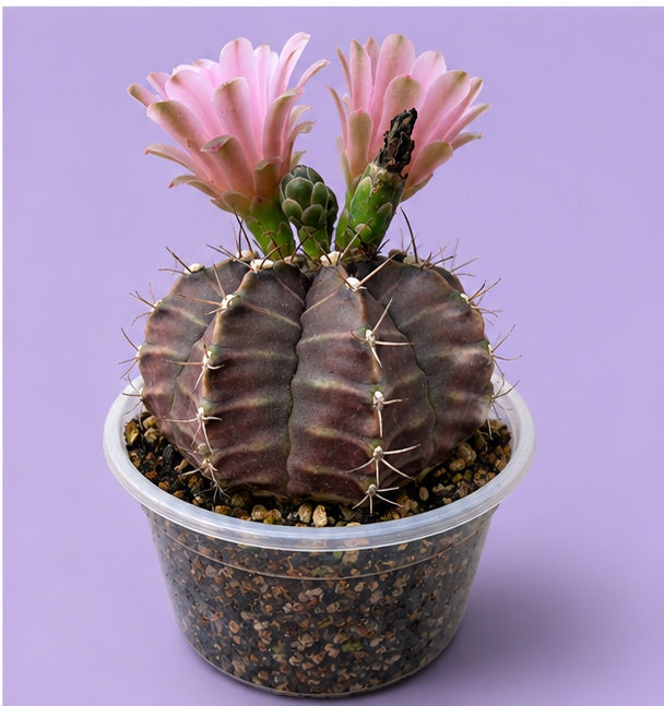 Gymnocalycium RARE Cactus "Black Widow"