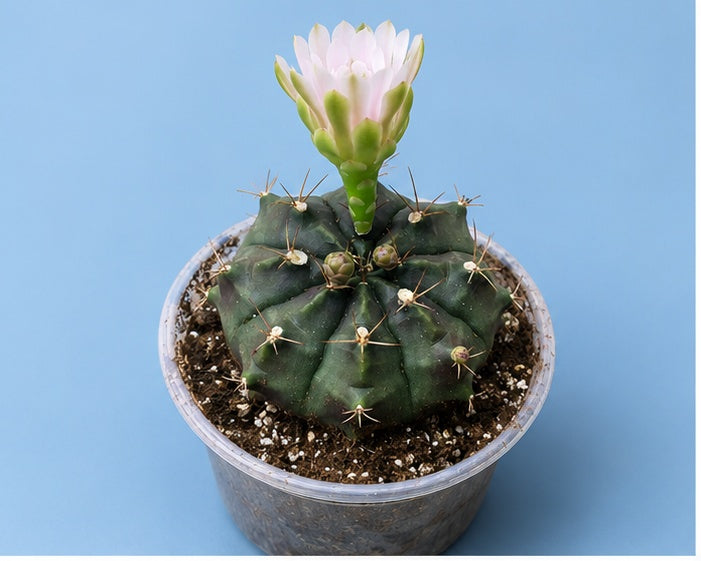 Gymnocalycium Cactus "Black Widow" Very Light Pink Bloom