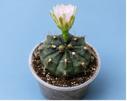 Gymnocalycium Cactus "Black Widow" Very Light Pink Bloom
