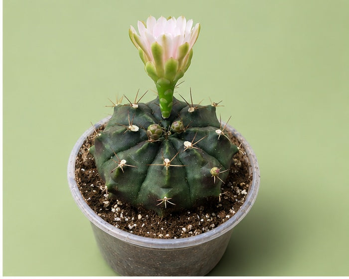 Gymnocalycium Cactus "Black Widow" Very Light Pink Bloom
