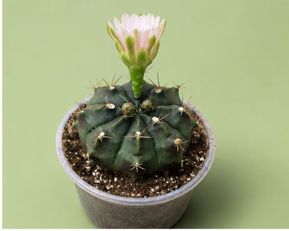Gymnocalycium Cactus "Black Widow" Very Light Pink Bloom