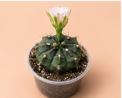 Gymnocalycium Cactus "Black Widow" Very Light Pink Bloom