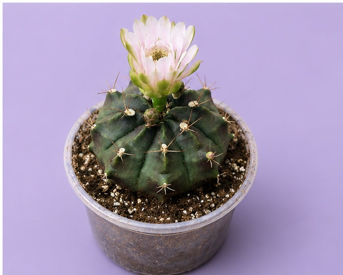 Gymnocalycium Cactus "Black Widow" Very Light Pink Bloom