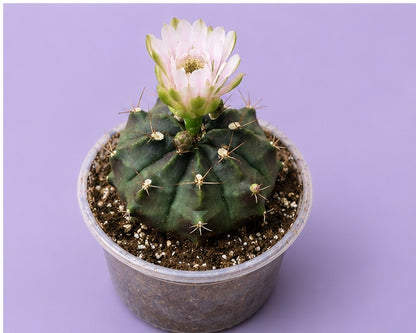 Gymnocalycium Cactus "Black Widow" Very Light Pink Bloom