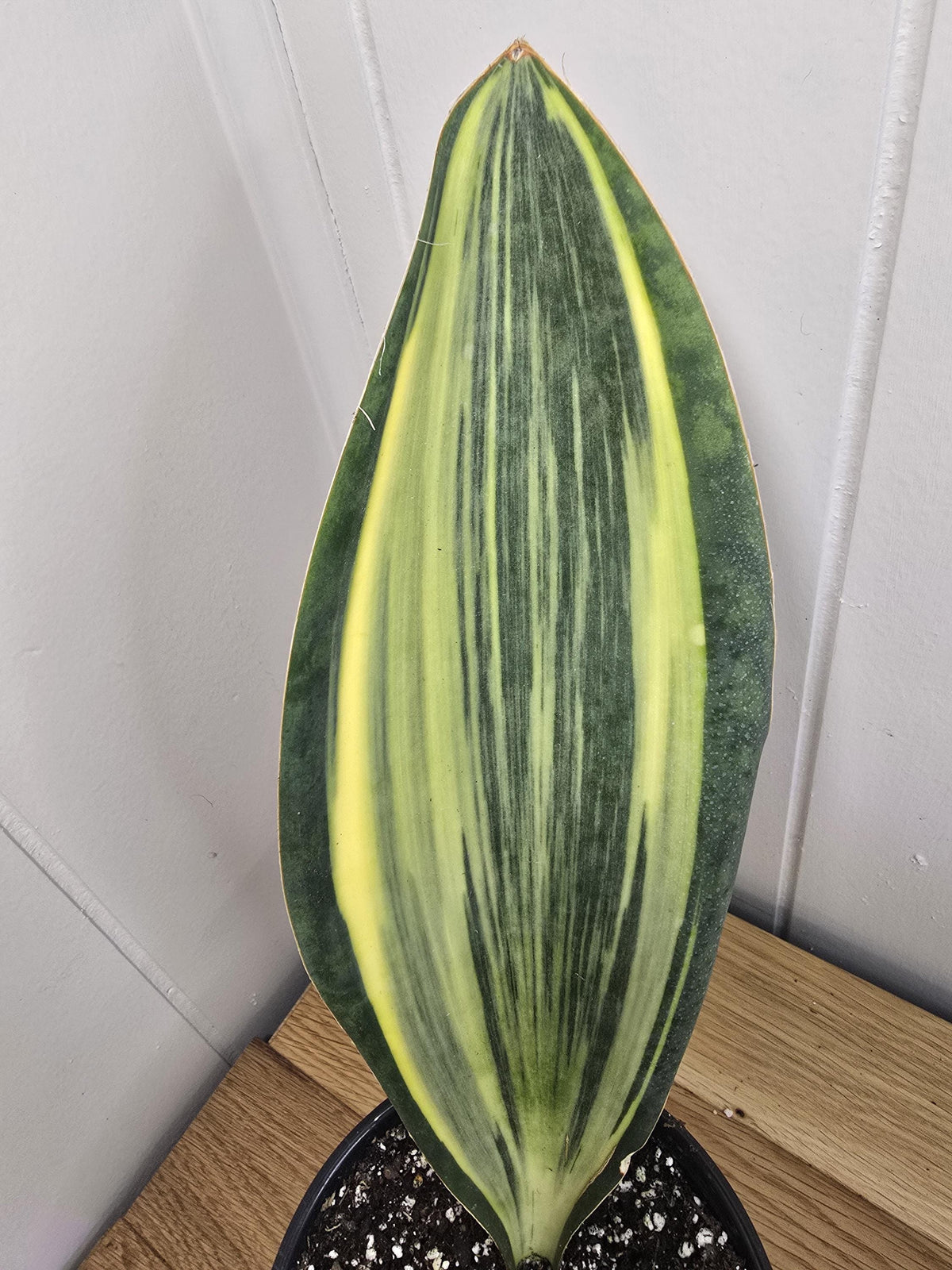 Variegated Whale's Fin Sansevieria | Fully Rooted | Shipped Bare Root