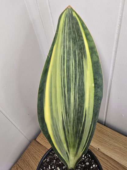 Variegated Whale's Fin Sansevieria | Fully Rooted | Shipped Bare Root